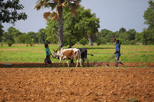 Photo paysage mali paysans labour paysage africain photo Christophe Tardy Itiz Prod photgraphe Lyon