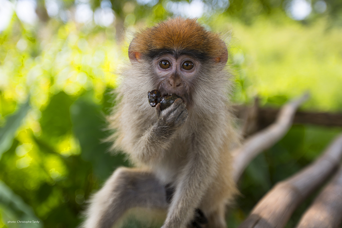 Petit singe de Kédougou Afrique Sénégal photo Christophe Tardy