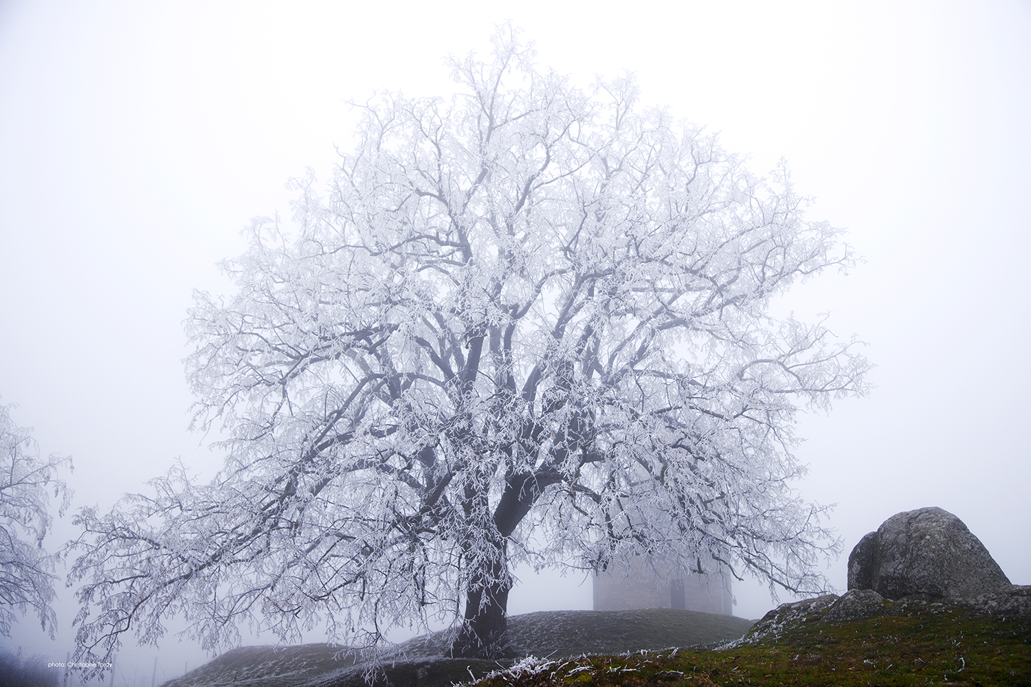 L'arbre givré de la Chapelle