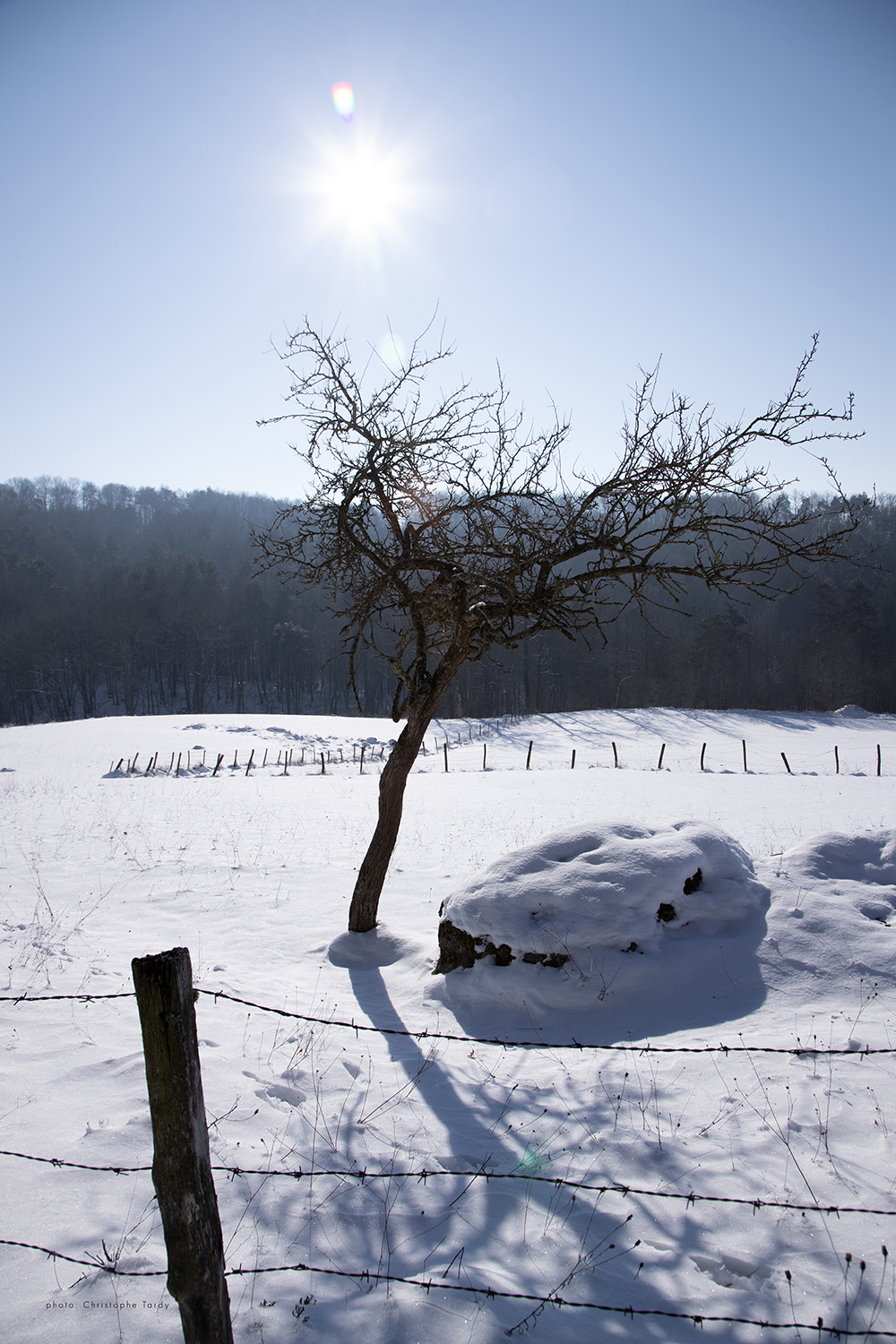 Arbre dans la neige photo de Christophe Tardy photographe à Lyon et en région Auvergne Rhône Alpes