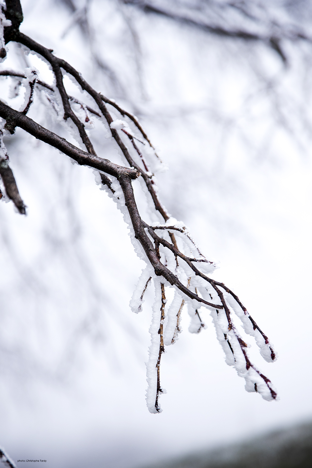 L'arbre aux doigts d'argent photo d'hiver et de givre photo de Christophe Tardy photographe à Lyon et en région Auvergne Rhône Alpes