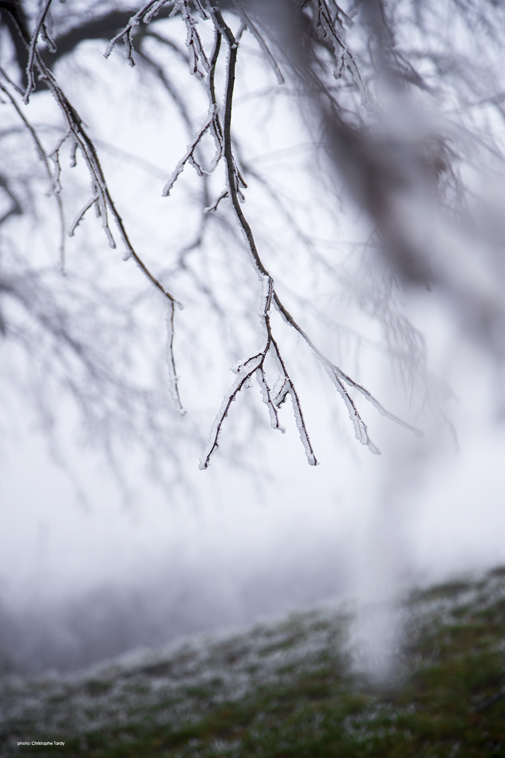 Les tentacules d'Argent photo d'hiver et de givre photo de Christophe Tardy photographe à Lyon et en région Auvergne Rhône Alpes