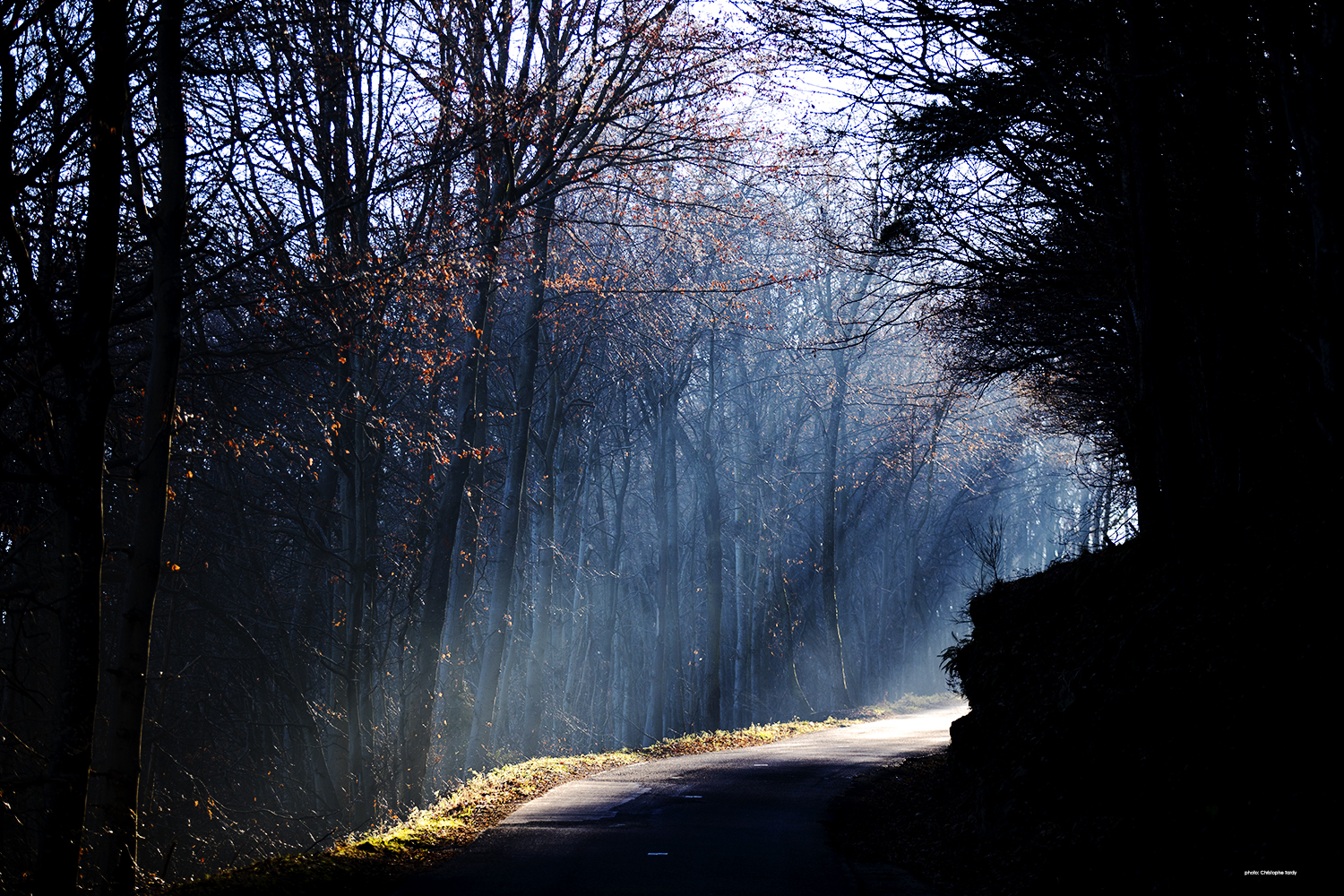 Forêt illuminée photo de Christophe Tardy photographe à Lyon