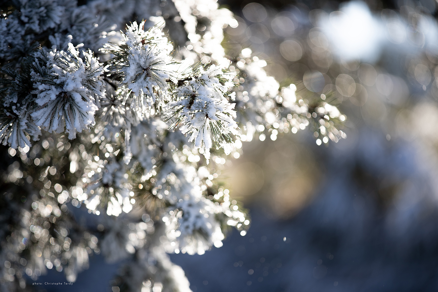 L'arbre aux paillettes givrées photo de Christophe Tardy photographe à Lyon et en région Auvergne Rhône Alpes