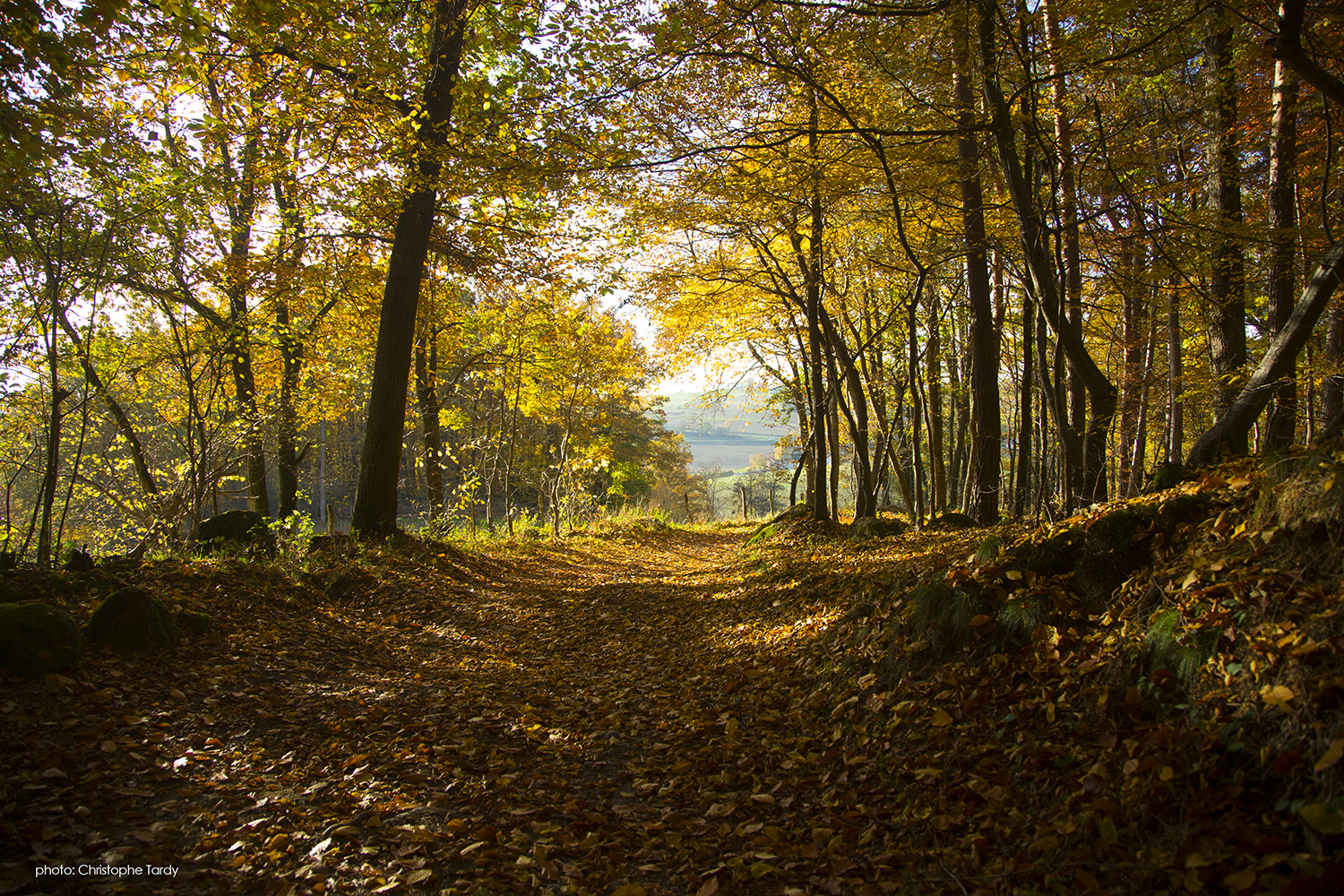 Forêt d'automne des Monts du Lyonnais